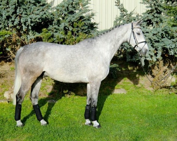 Springpferd Alcido P (Deutsches Sportpferd, 2004, von Al Cantino (ex: Romario))