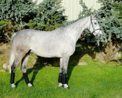 Springpferd Alcido P (Deutsches Sportpferd, 2004, von Al Cantino (ex: Romario))