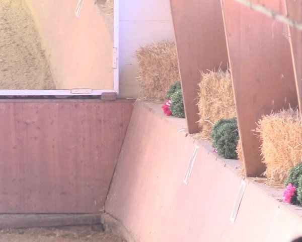 Reitturnier Bad Salzuflen 2018