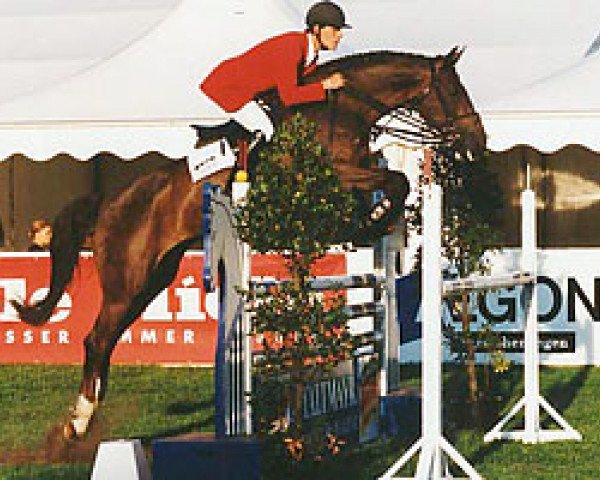 jumper Rex the Robber (Oldenburg, 1994, from Ramiro's Son I)