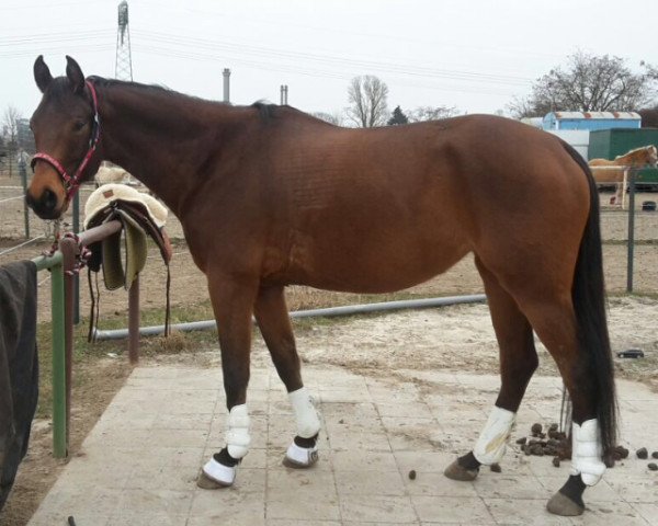 horse Sweet Harmony (Trakehner, 2010, from Syriano)