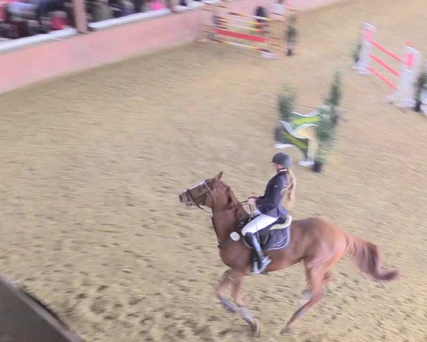 Reitturnier Bad Salzuflen 2018