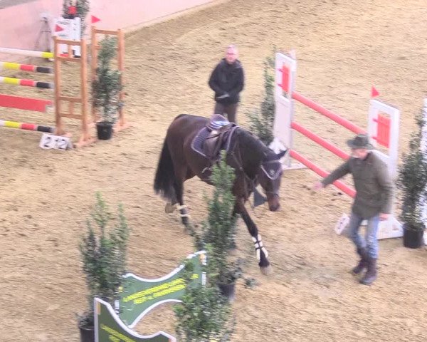 Reitturnier Bad Salzuflen 2018