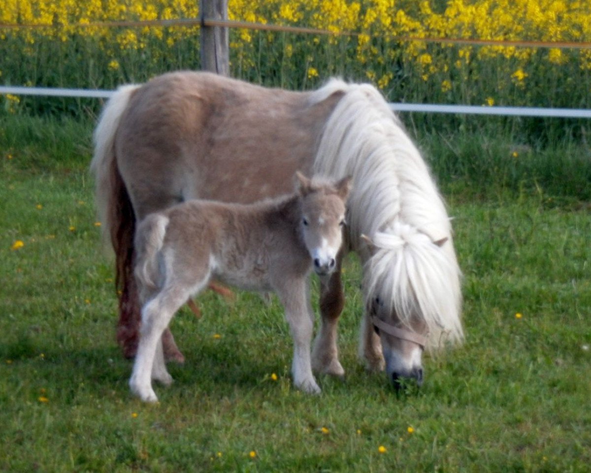 horse Isarons Dolly Eclipsa (Shetland Pony, 2017, from Eclipse van d'Eul)