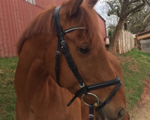 horse Proper Order (Thoroughbred, 2012, from Medicean xx)