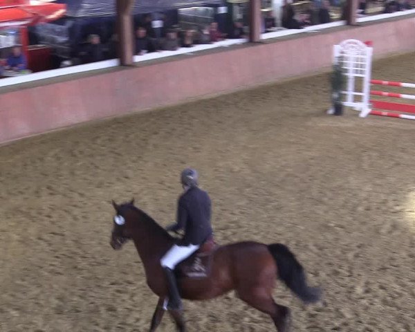 Reitturnier Bad Salzuflen 2018
