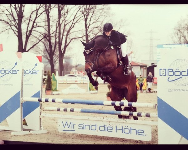 jumper Chiphsy (German Warmblood, 2011, from Cash Counting)