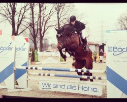 jumper Chiphsy (German Warmblood, 2011, from Cash Counting)