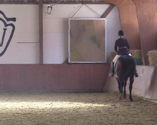 Reitturnier Bad Salzuflen 2018