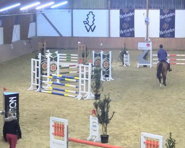 Reitturnier Bad Salzuflen 2018
