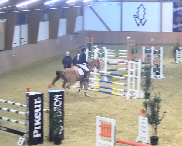 Reitturnier Bad Salzuflen 2018