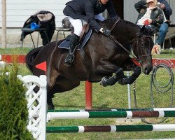 Springpferd Hikaar D'Flip (KWPN (Niederländisches Warmblut), 2007)