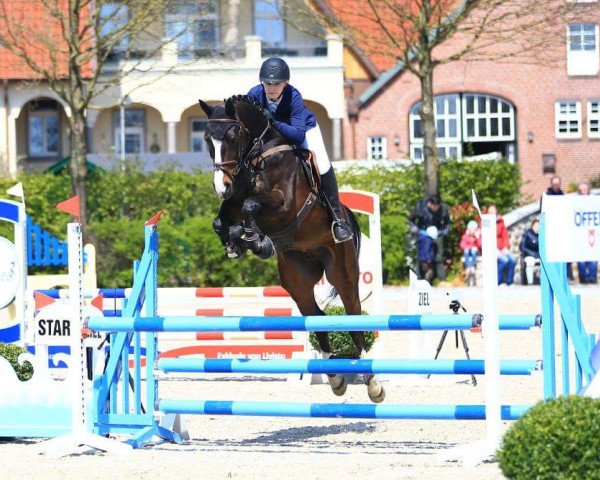 Springpferd Ludevik H (Oldenburger Springpferd, 2012, von Ludwigs As)