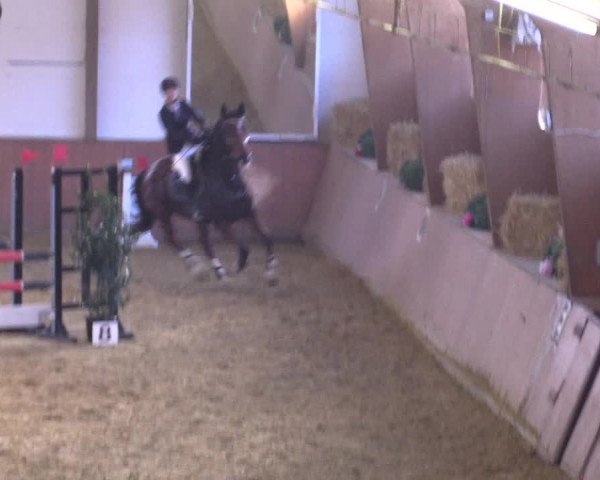 Reitturnier Bad Salzuflen 2018