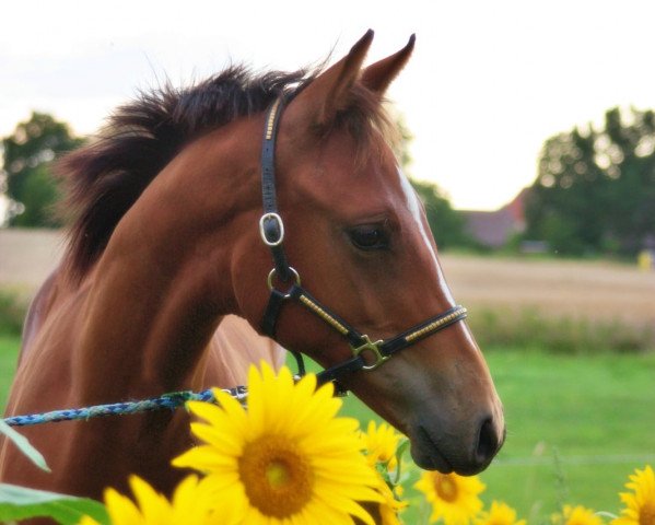 stallion Zlatan (Oldenburg, 2021, from Zuperman OLD)