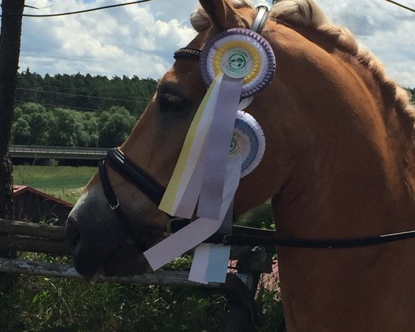 dressage horse Nanuk 80 (Haflinger, 2005, from Nebos II (3,125% ox))