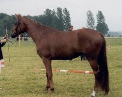 broodmare Belle de Jour 42 (Westphalian, 1998, from Beltain)