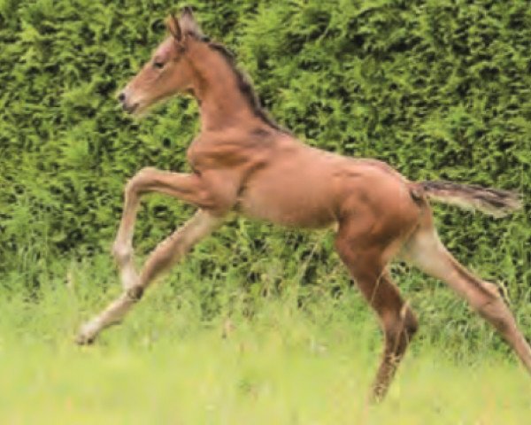 jumper Conquistador (Hanoverian, 2016, from Carridam)