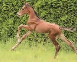 jumper Conquistador (Hanoverian, 2016, from Carridam)