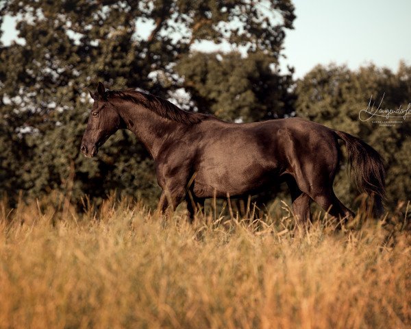 horse Renard (Trakehner, 1988, from Rockefeller)