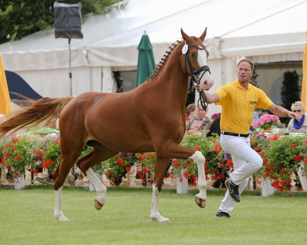horse Coachella 5 (German Sport Horse, 2013, from Chacco Me Biolley)