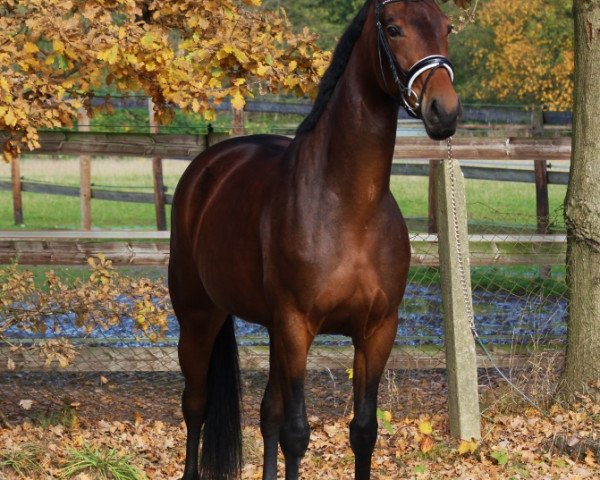 broodmare Ronita (Oldenburg, 2011, from Ron Rubin)