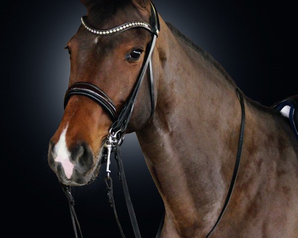 Zuchtstute Lovely Rita 6 (Oldenburger, 2004, von Lacassini)