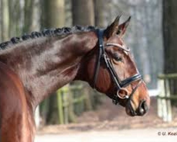 horse Rico (Westphalian, 1996, from Rosenkavalier)