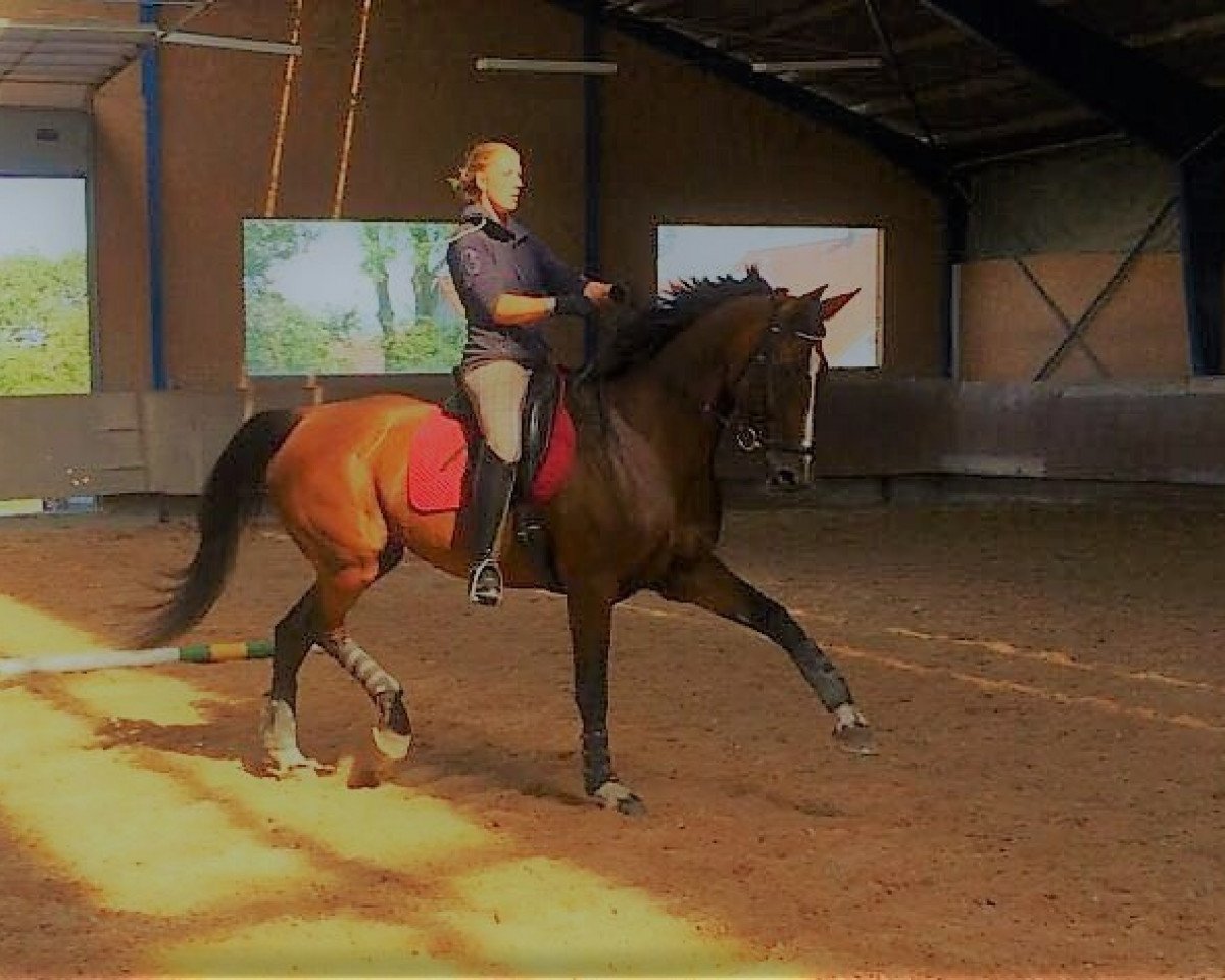dressage horse Whisper 180 (Bavarian, 2000, from Raskan)