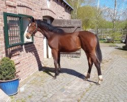 broodmare Waikiki W 5 (Oldenburg, 2016, from De Niro)