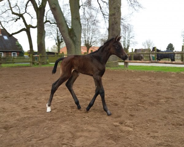 horse Russian Roulette R (Oldenburg, 2017, from Quantensprung 3)