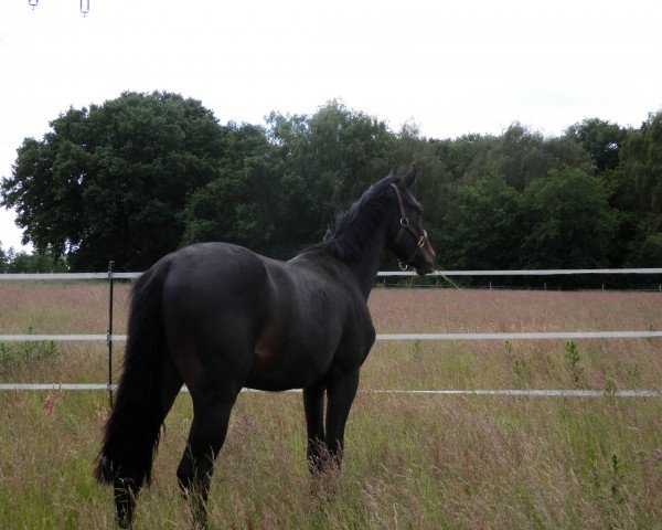 Pferd Rockdancer 3 (Rheinländer, 2014, von Rock of Gibraltar) Pferd Rockdancer 3 (Rheinländer, 2014, von Rock of Gibraltar)