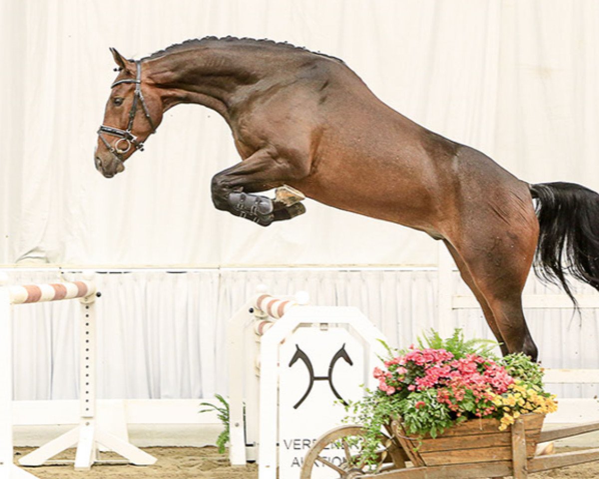 jumper Emirates (Hanoverian, 2011, from El Bundy)