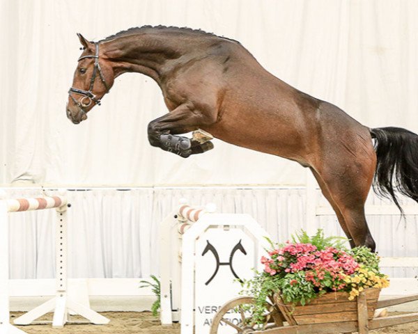 jumper Emirates (Hanoverian, 2011, from El Bundy) jumper Emirates (Hanoverian, 2011, from El Bundy)