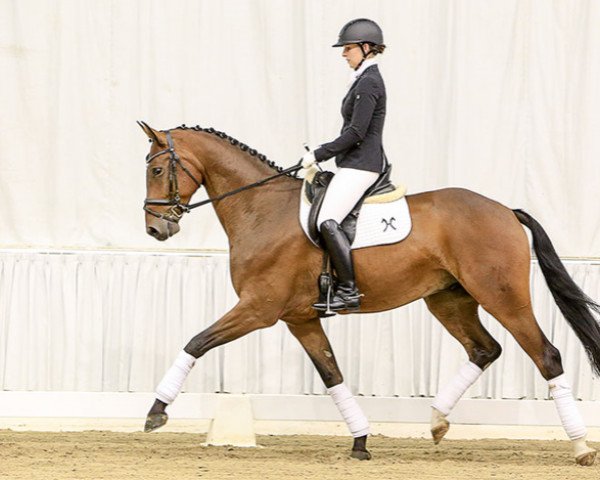 dressage horse Dorfmeister (Hanoverian, 2009, from Don Crusador)
