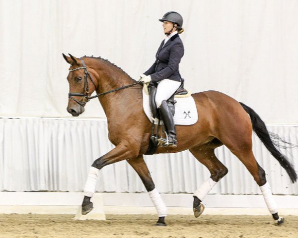 horse Fort Amber (Hanoverian, 2011, from First Dance)