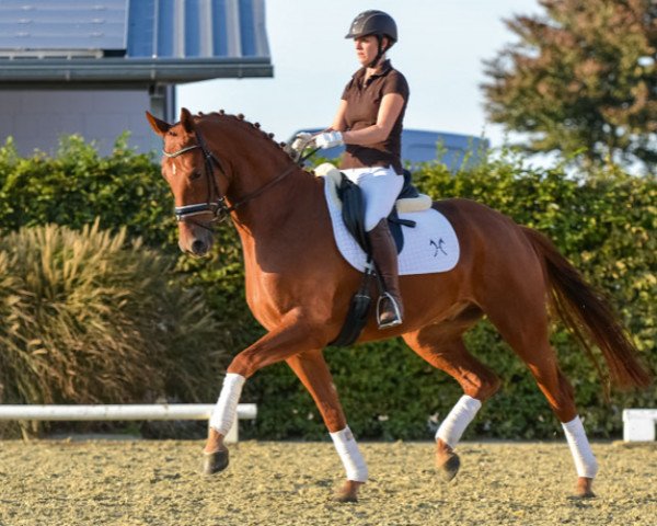 horse Fidamon (Hanoverian, 2011, from Feuerspiel)