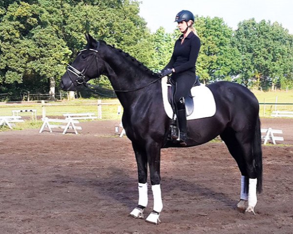 dressage horse Dejavu BC (Hanoverian, 2012, from Don Index)