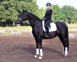 dressage horse Dejavu BC (Hanoverian, 2012, from Don Index)