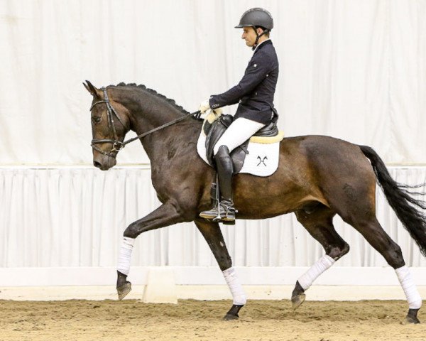 horse D`Amici (Westphalian, 2012, from Diatano)
