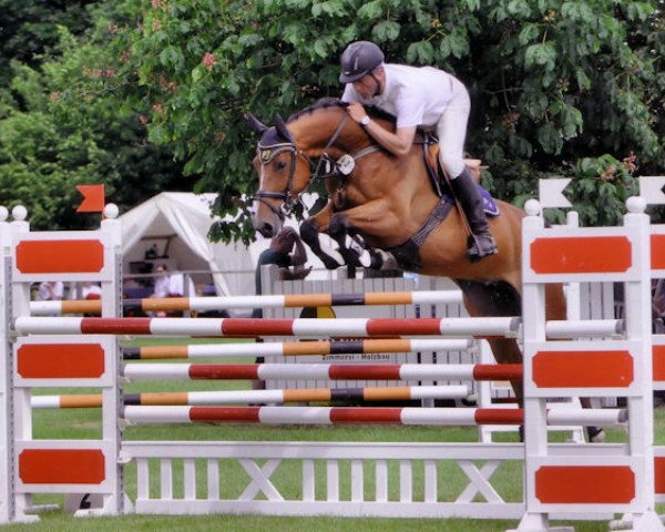 broodmare Cranberry PJ (Hanoverian, 2008, from Cassus 2)