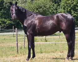 dressage horse Weltruhm S (Hanoverian, 2000, from Weltmeyer)