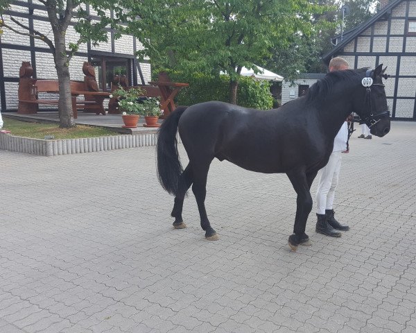 Deckhengst Raffelsbrander Captain Peanut (Knabstrupper, 2014, von EH, LH Thorgal von Eiderstedt)