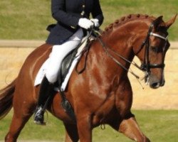 Pferd Diamond Z De Niro's Dreamtime (Australisches Warmblut, 2006, von De Niro)
