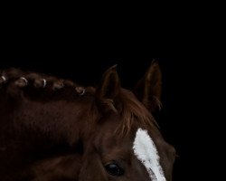 jumper Querida 82 (Holsteiner, 2011, from Quidam de Revel)