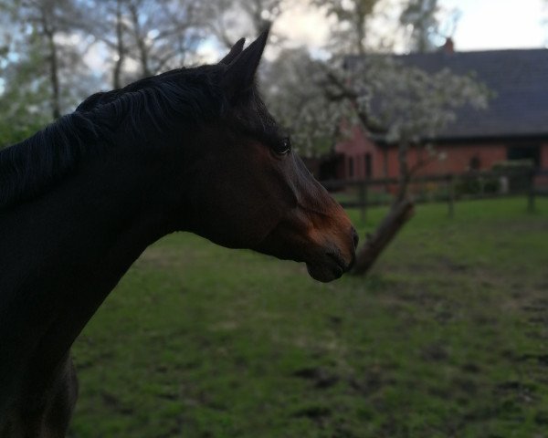 Dressurpferd Wiadora 2 (Westfale, 2006, von Wind Dancer)