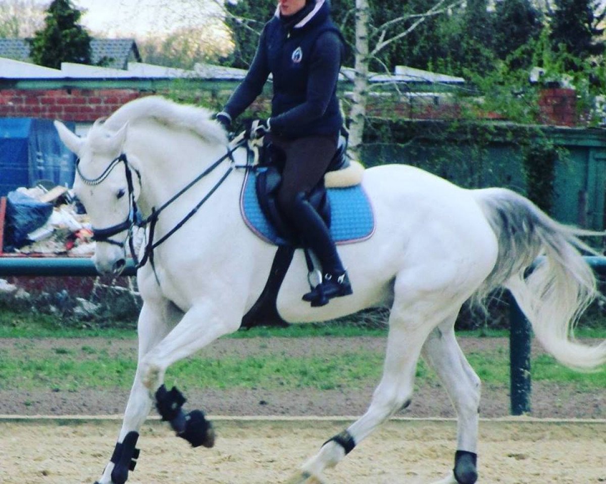 Cavallo da salto Campus 33 (Holsteiner, 2009, di Clinsmann 2)