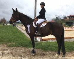 jumper Traumfänger 4 (Trakehner, 2009, from Perechlest)