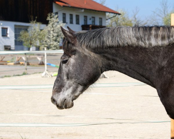 Springpferd Bulgari 17 (Mecklenburger, 2012, von D'Olympic)