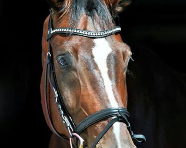 Pferd Don Paolo (Westfale, 2006, von Del Cento)